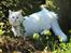 Maine Coon Dalsgaards Galant