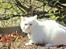Maine Coon Dalsgaards Galant