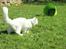 Maine Coon Dalsgaards Galant