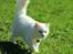 Maine Coon Dalsgaards Galant