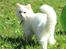 Maine Coon Dalsgaards Galant