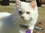Maine Coon Dalsgaards Galant