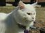 Maine Coon Dalsgaards Galant
