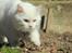 Maine Coon Dalsgaards Galant