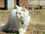 Maine Coon Dalsgaards Galant