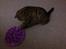 British Shorthair Mitzi ( tidligere Askepot )