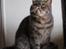 Exotic Frankenstein (DK Hyggebo's Look at me) - Min lille basse <3
