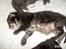 Maine Coon Loke( i himlen)