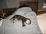 Maine Coon Loke( i himlen)