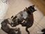 Maine Coon Loke( i himlen)