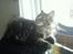 Maine Coon Loke( i himlen)