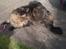 Maine Coon Loke( i himlen)