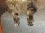 Maine Coon Loke( i himlen)