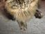 Maine Coon Loke( i himlen)