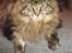 Maine Coon Loke( i himlen)