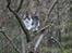 Kurilean Bobtail DK*Klokmose's Razzer