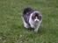 Kurilean Bobtail DK*Klokmose's Razzer