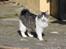 Kurilean Bobtail DK*Klokmose's Razzer
