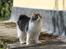 Kurilean Bobtail DK*Klokmose's Razzer