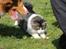 Kurilean Bobtail DK*Klokmose's Razzer