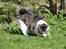 Kurilean Bobtail DK*Klokmose's Razzer