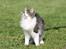 Kurilean Bobtail DK*Klokmose's Razzer