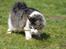 Kurilean Bobtail DK*Klokmose's Razzer
