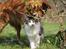 Kurilean Bobtail DK*Klokmose's Razzer