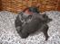 British Shorthair DK Springers Blue Charlotte (Milla)