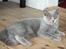 British Shorthair DK Springers Blue Charlotte (Milla)