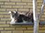 Maine Coon obelix Himmelkat - maj 2014 så er solen atter fremme