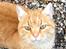 Huskat Garfield "Gaffel"