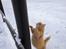 Huskat Garfield "Gaffel" - Jump :)