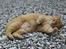 Huskat Garfield "Gaffel"