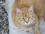 Huskat Garfield "Gaffel"
