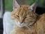 Huskat Garfield "Gaffel" - velkommen til min profil, mit navn er Garfield