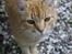 Huskat Garfield "Gaffel"