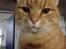 Huskat Garfield "Gaffel"