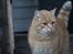 Huskat Garfield "Gaffel"