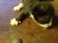 Huskat Figaro