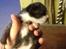 Huskat Figaro