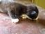 Huskat Figaro