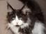 Maine Coon Jazebell 