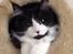Maine Coon Jazebell 