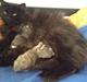 Maine Coon Liva