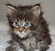 Maine Coon Biscat's Scarlett
