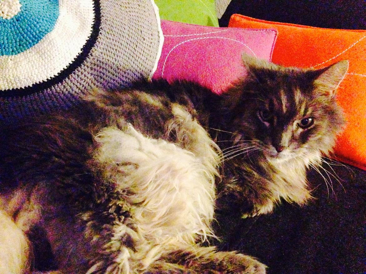 Blanding af racer Theodor billede 3