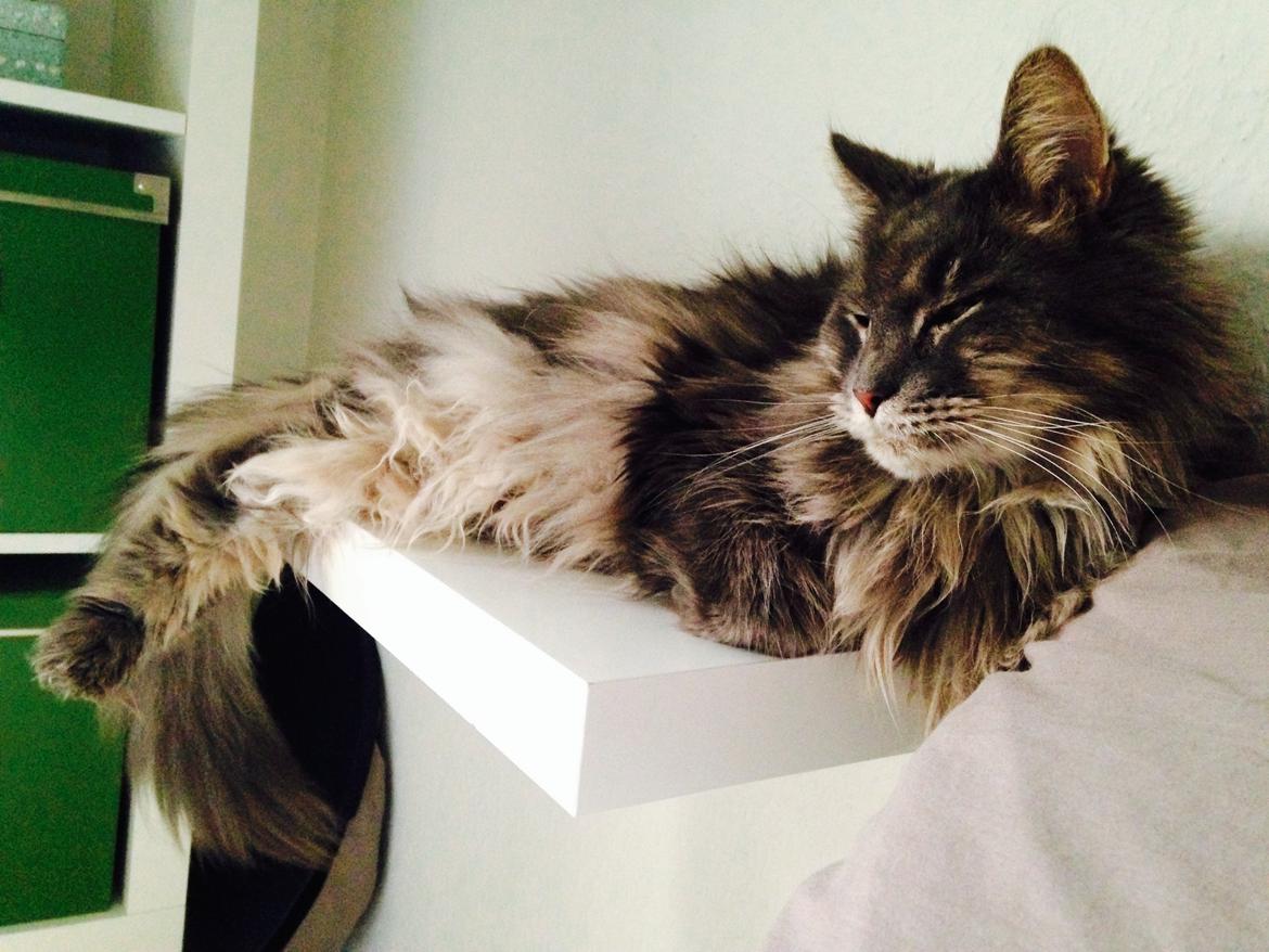 Blanding af racer Theodor billede 4