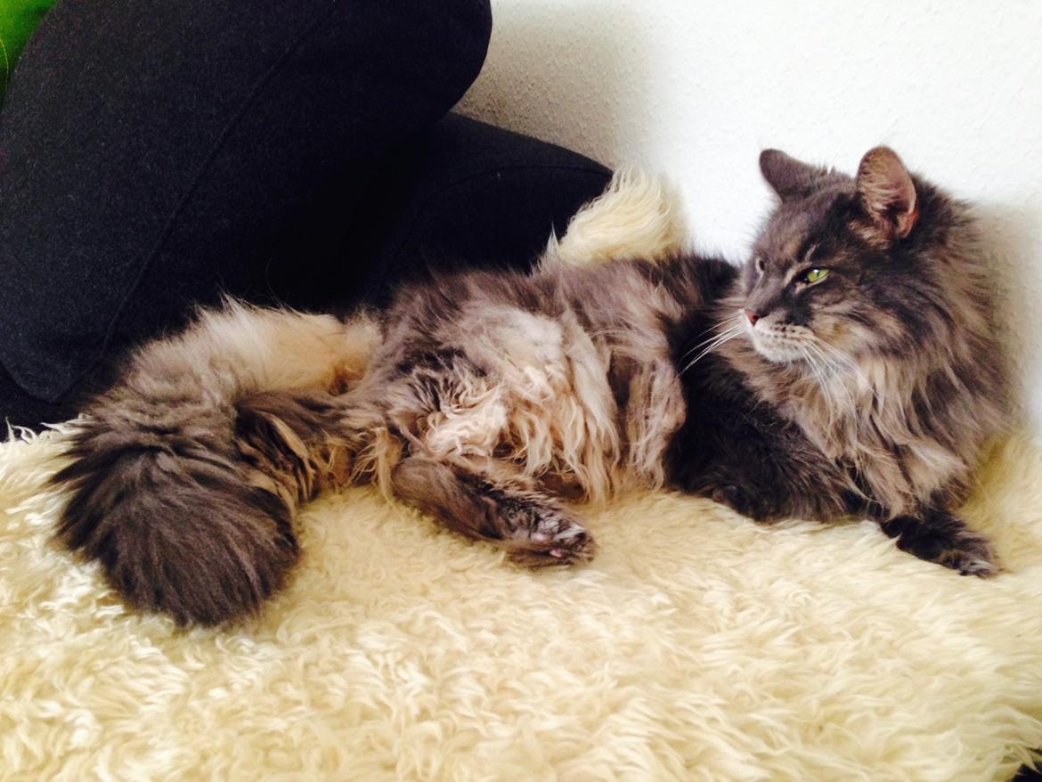 Blanding af racer Theodor billede 5