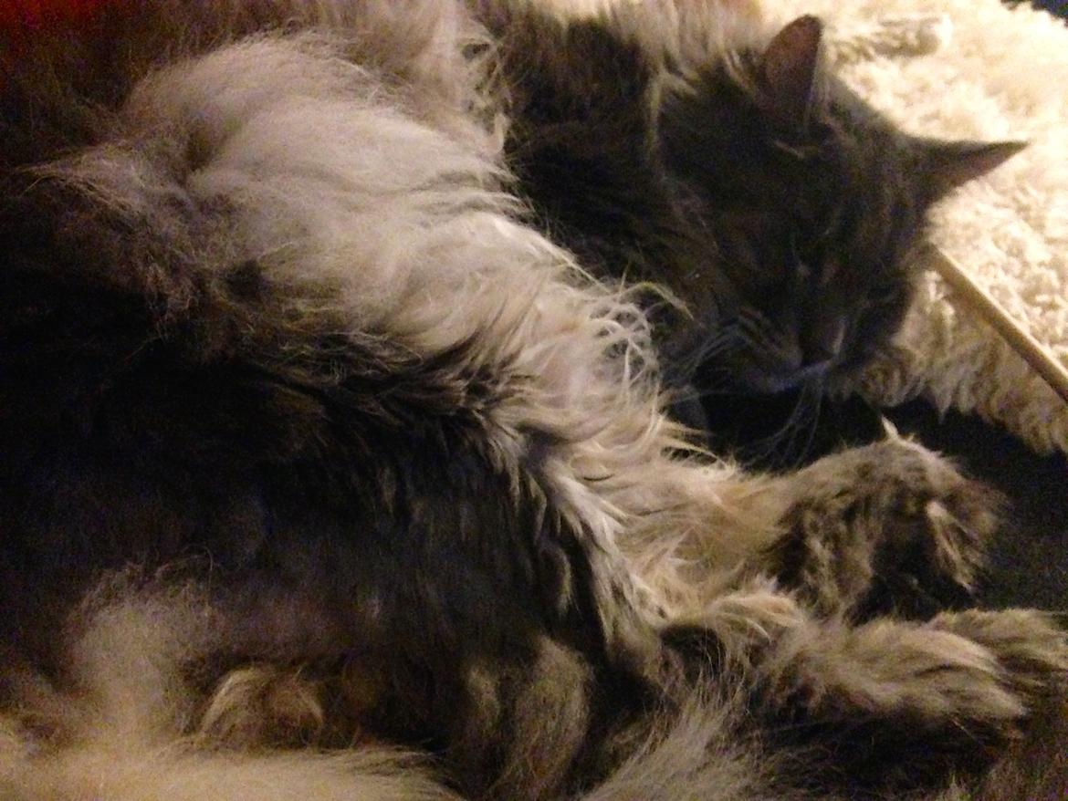 Blanding af racer Theodor billede 6